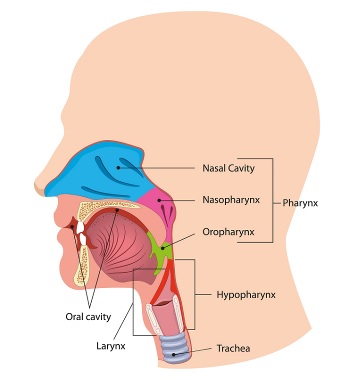 Anatomy of the nose that is being affected by nasopharyngeal cancer or nose cancer