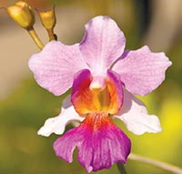 normal vision experienced without glaucoma